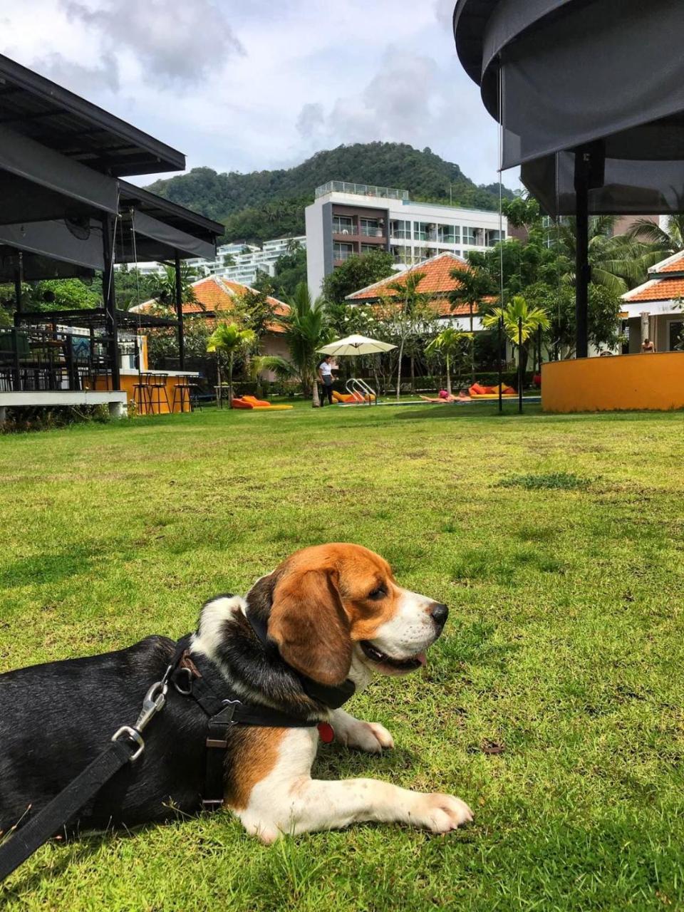Jazz U Garden Resort Bãi biển Kata Ngoại thất bức ảnh